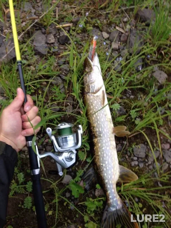 Pike — Bolshoye Pachozero, Jul 08, 2019