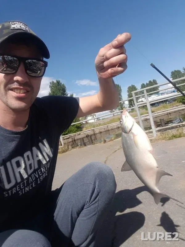 Bream — Leningradskaya oblast, Jul 07, 2019
