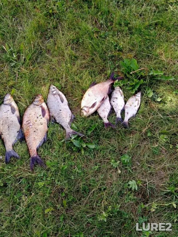 Bream — Okhta, Jul 10, 2019