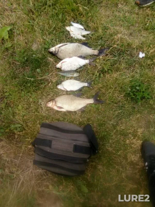 Bream, Perch — Yekateringofka, Jul 11, 2019