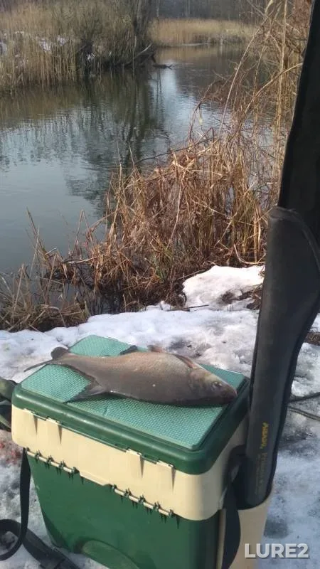 Bream — Myshanka, Feb 09, 2019