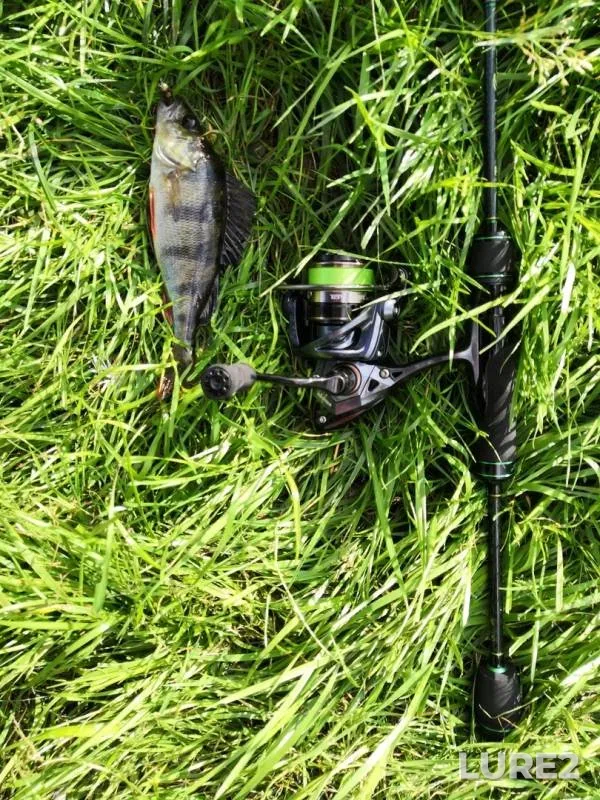 Perch — Srednyaya Nevka, Jul 12, 2019