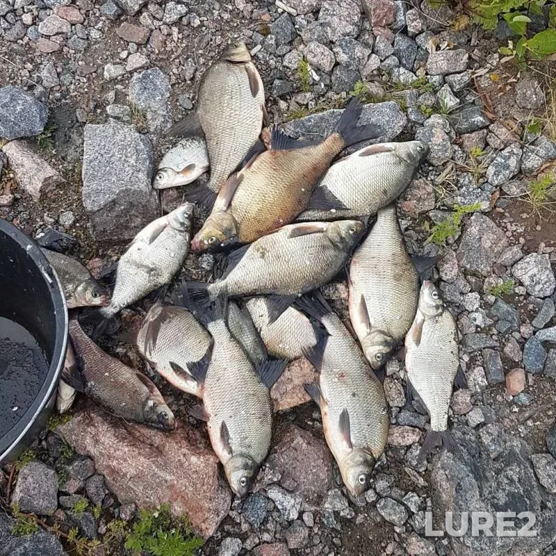 Bream, White bream — Leningradskaya oblast, Jul 13, 2019