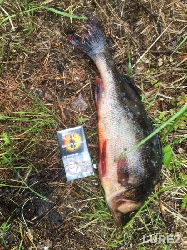 Perch — Sivozero, Jul 12, 2019