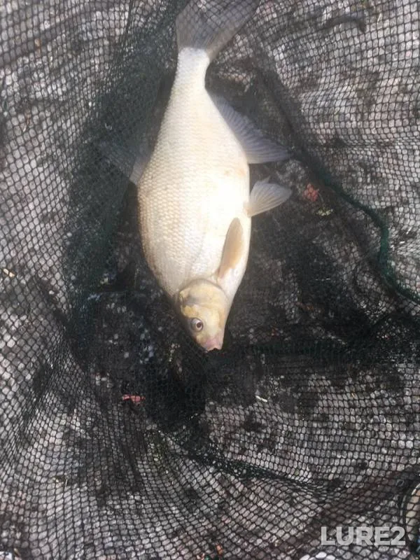Bream — Karasta, Jul 15, 2019