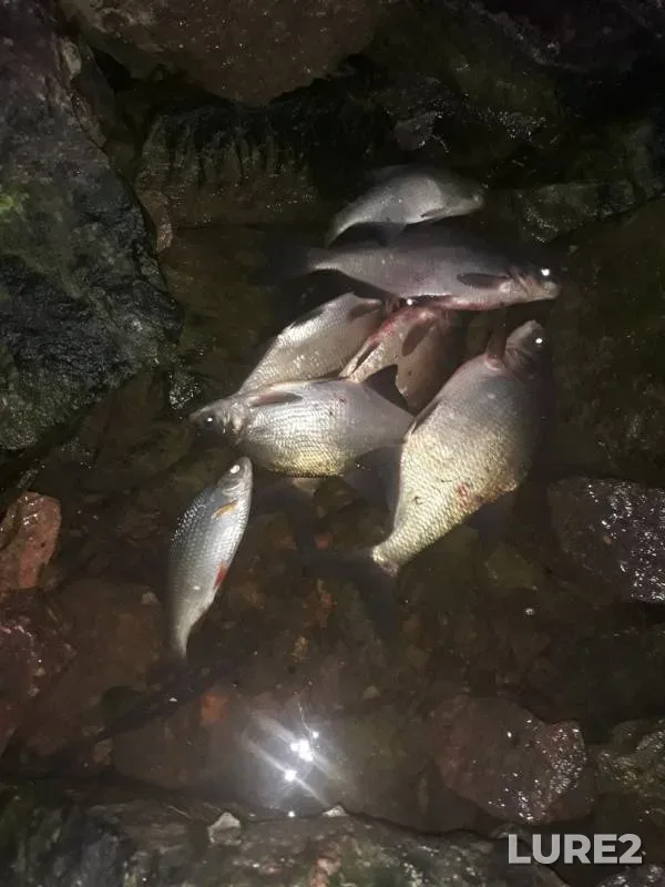 Bream, Roach — Leningradskaya oblast, Jul 15, 2019