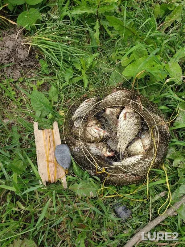 Crucian carp — Neva, Jul 15, 2019