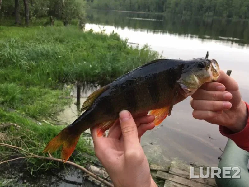 Perch — Sinyavinskoye, Jul 14, 2019