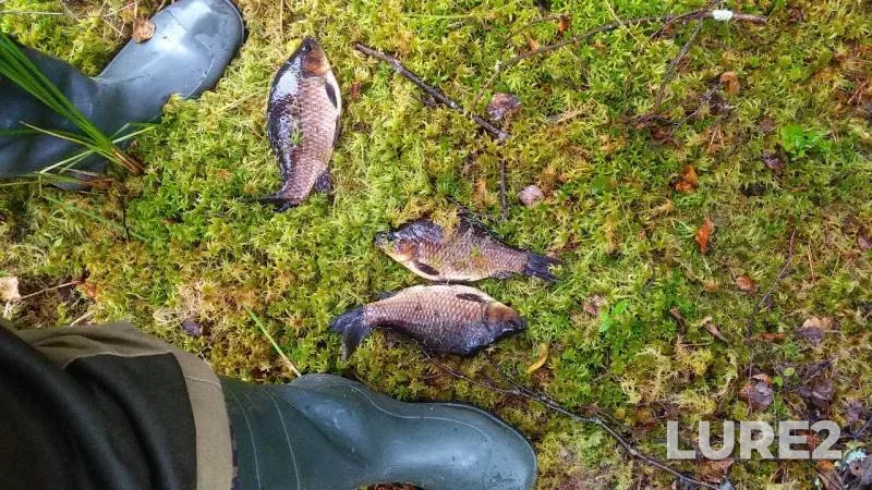 Crucian carp — Leningradskaya oblast, Vsevolozhskiy rayon, Jul 18, 2019