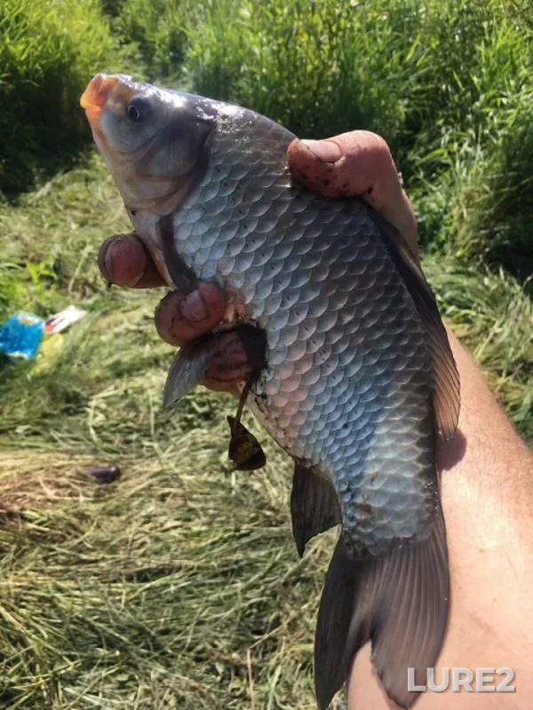 Crucian carp — Kislaya Oyat, Jul 22, 2019