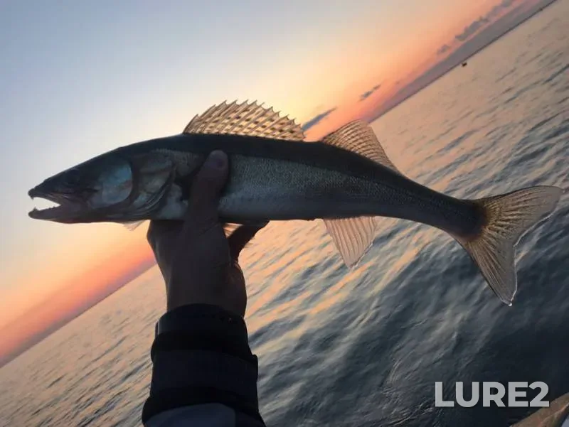 Zander — Leningradskaya oblast, Jul 23, 2019