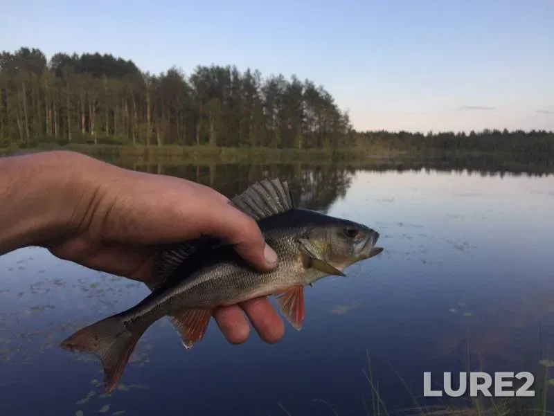 Perch — Zapolskoye, Jul 23, 2019