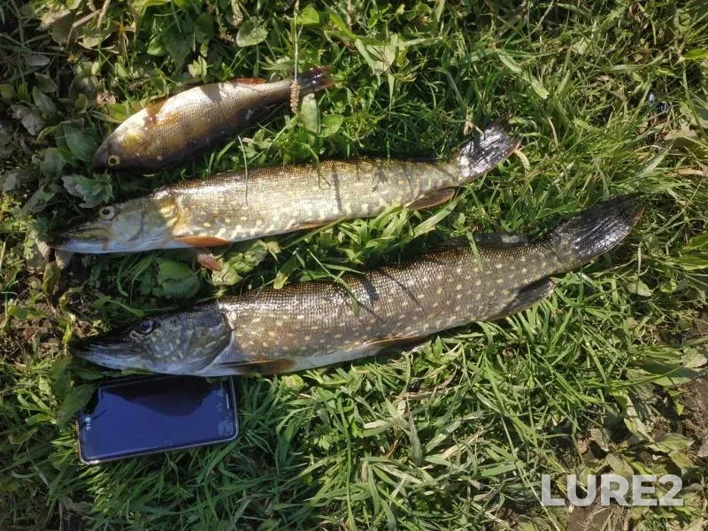 Perch, Pike — Luga, Jul 28, 2019