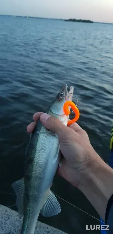 Zander — Leningradskaya oblast, Aug 05, 2019