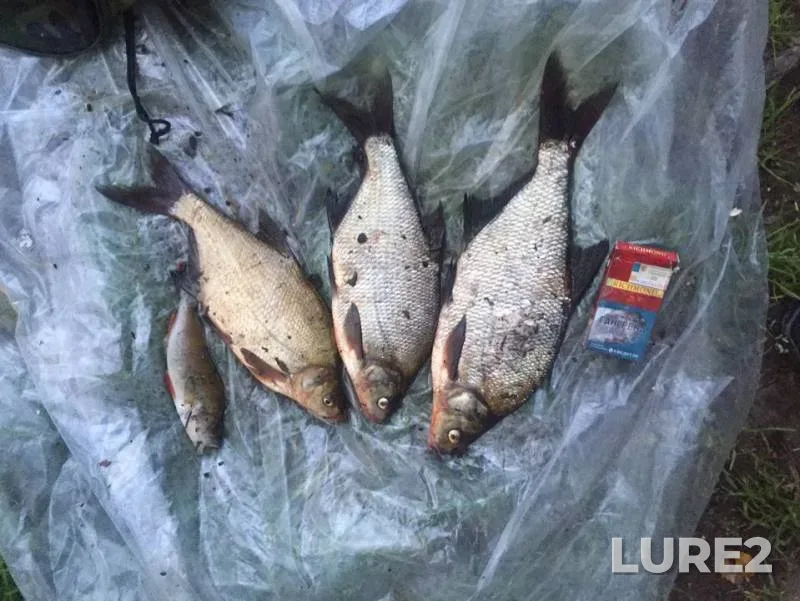 Bream, Perch — Lakhtinskiy Razliv, Aug 05, 2019
