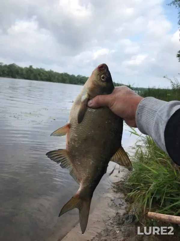 Bream — Luga, Aug 01, 2019