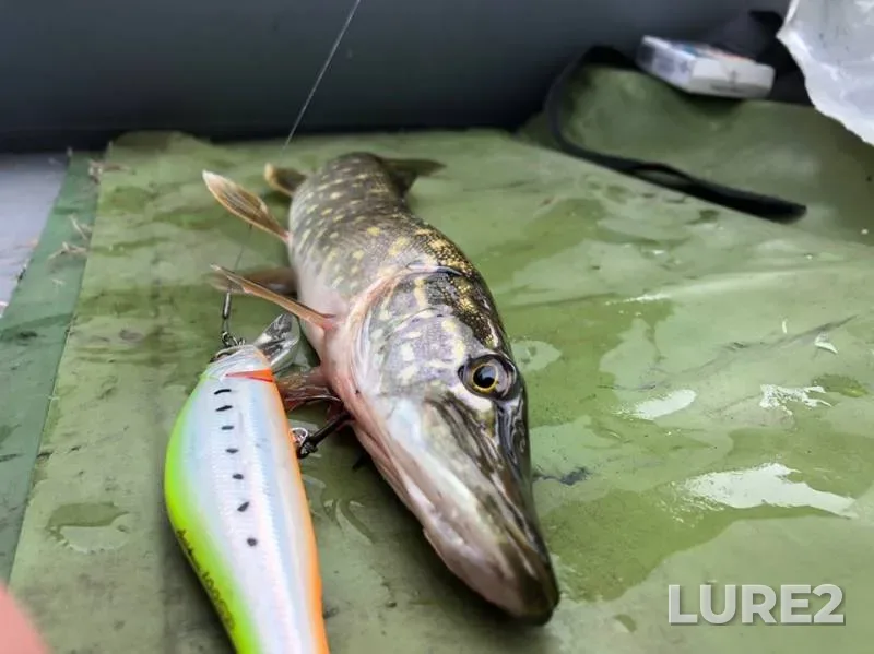 Pike — Izhora, Jul 31, 2019