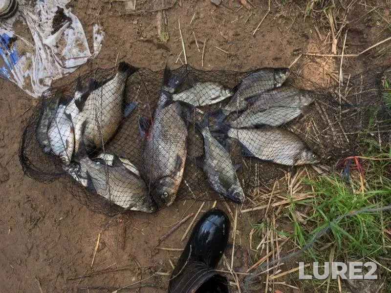 Bream, White bream — Luga, Jul 31, 2019