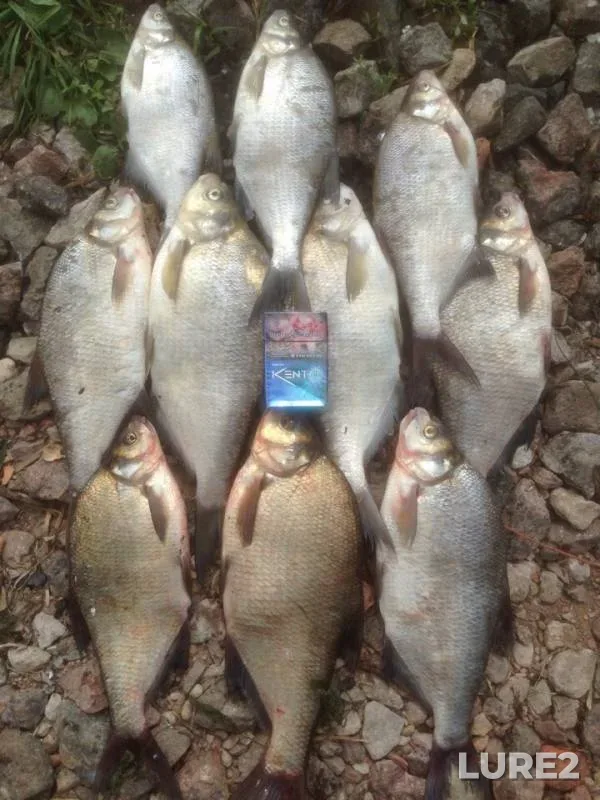 Bream — Morskoy kanal, Jul 29, 2019