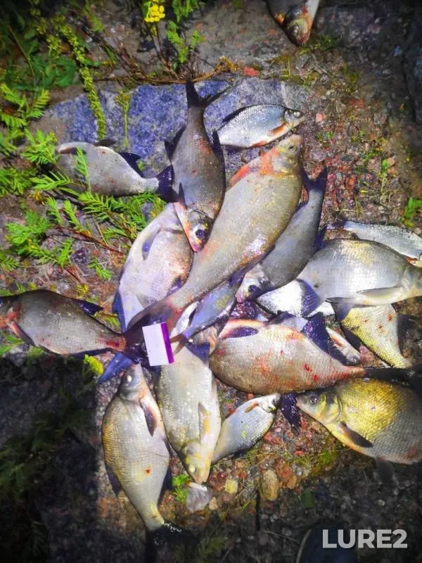 Bream, White bream — Leningradskaya oblast, Jul 29, 2019