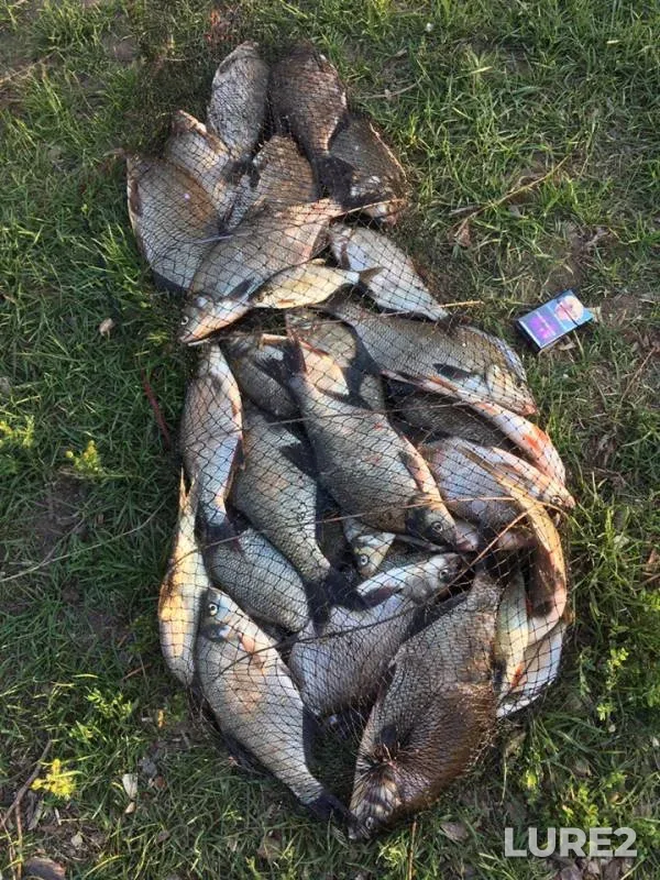 Bream — Luga, Jul 26, 2019