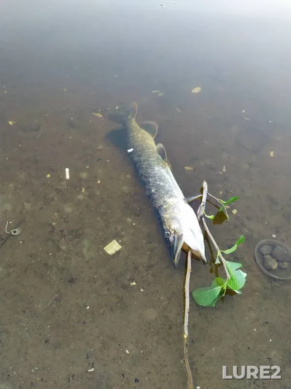Pike — Lembolovskoye, Jul 24, 2019
