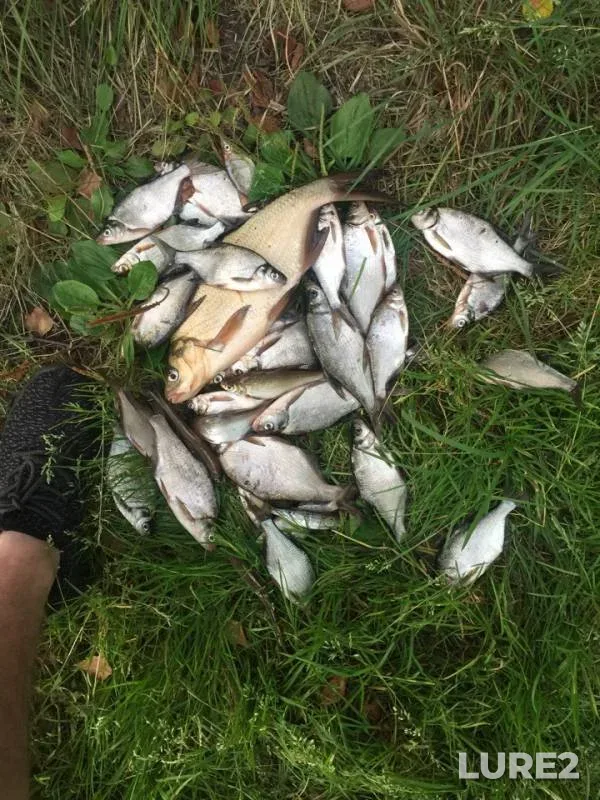 Bream — Yuntolovka, Jul 24, 2019