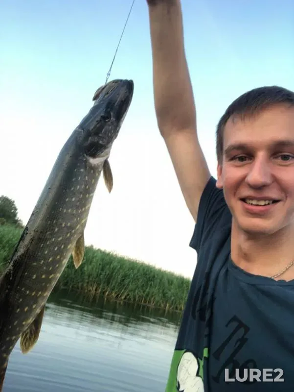 Pike — Leningradskaya oblast, Vyborgskiy rayon, Aug 07, 2019