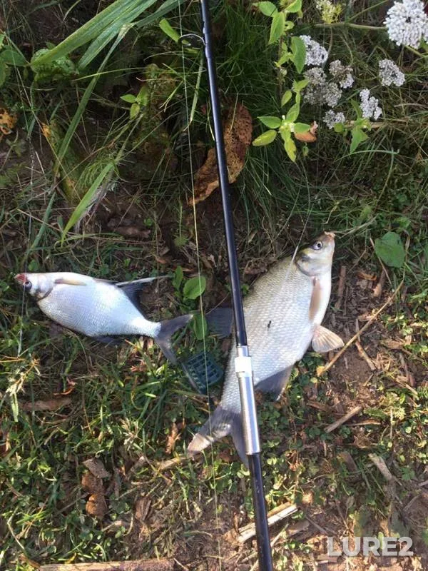 Bream — Sestroretskiy Razliv, Aug 07, 2019
