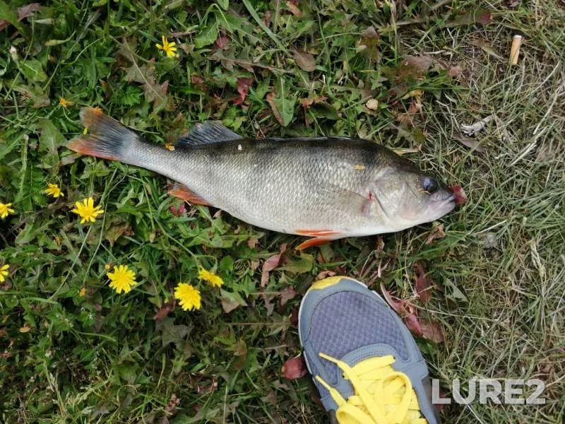 Perch — Okhta, Aug 08, 2019