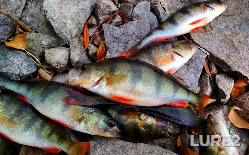 Perch — Verkhneuralskoye, Oct 25, 2019