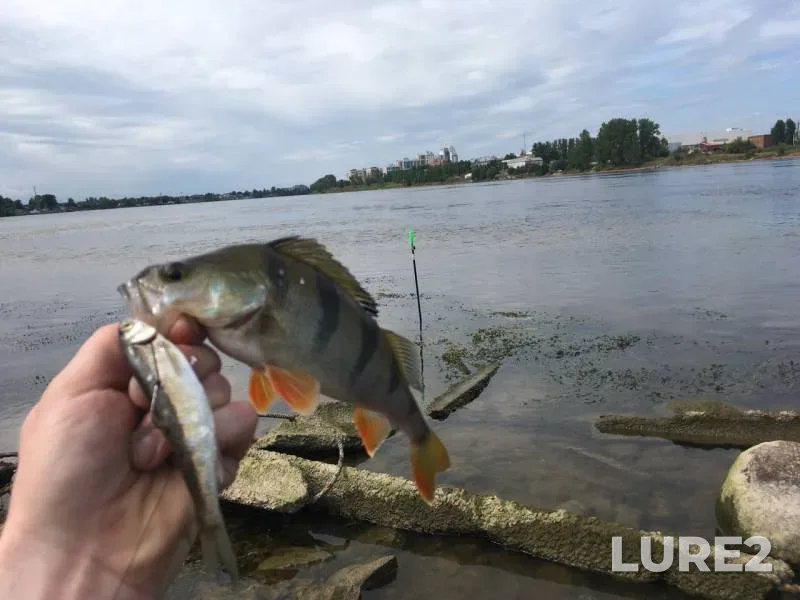 Perch — Bolshaya Izhorka, Aug 11, 2019