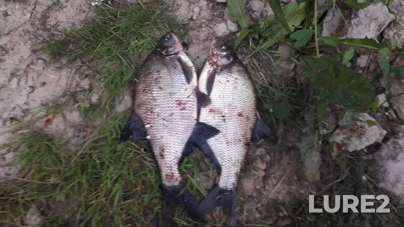 Bream — Volkhov, Aug 12, 2019