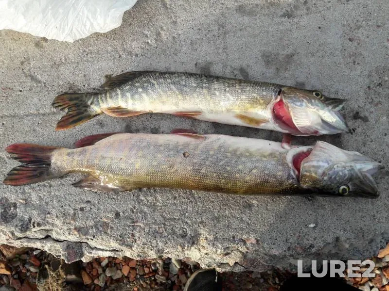 Pike — Neva, Aug 13, 2019