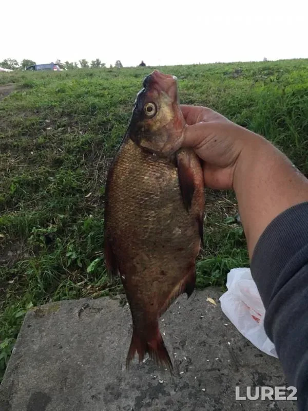 Bream — Leningradskaya oblast, Aug 15, 2019