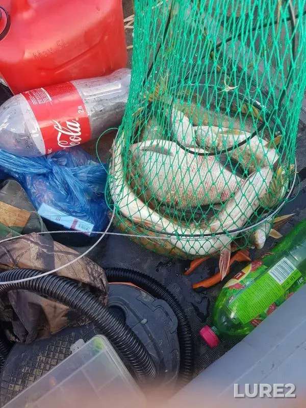 Bream, Pike — Novgorodskaya oblast, Aug 13, 2019