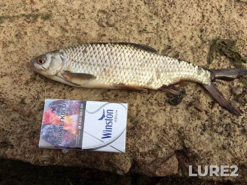 Bream, Roach — Neva, Aug 16, 2019