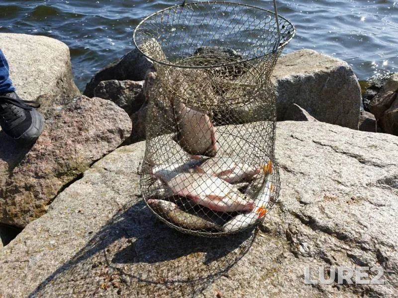 Perch, White bream — Leningradskaya oblast, Aug 17, 2019
