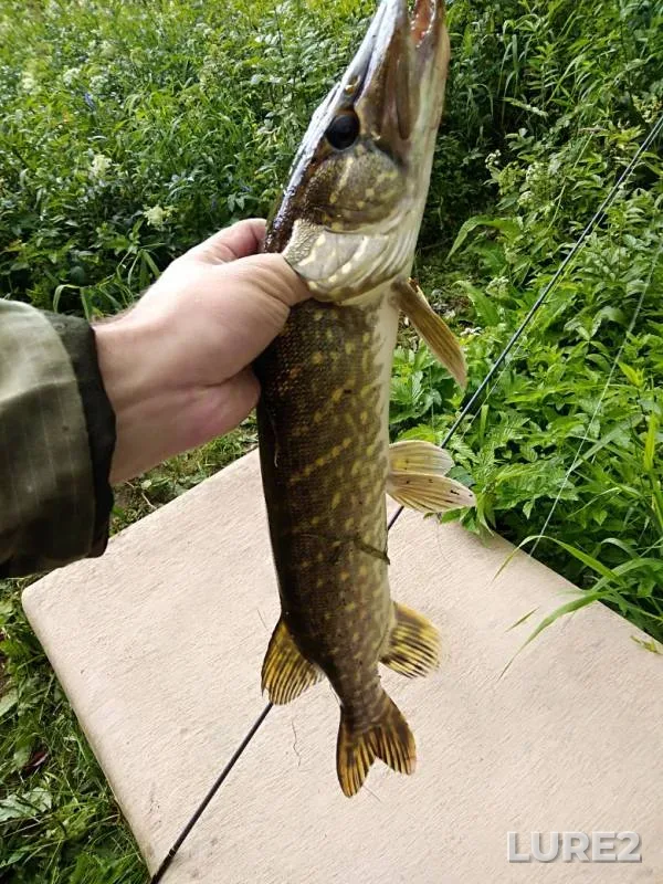 Pike — Okhta, Aug 17, 2019