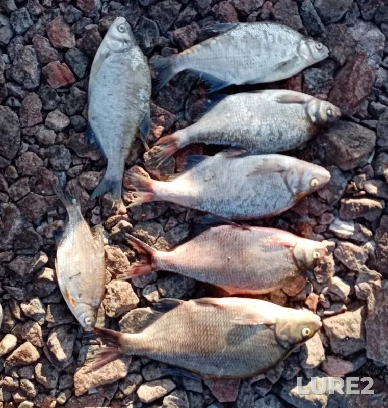 Bream, White bream — Leningradskaya oblast, Aug 19, 2019