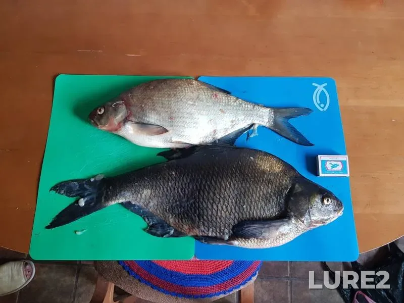 Bream — Leningradskaya oblast, Aug 20, 2019