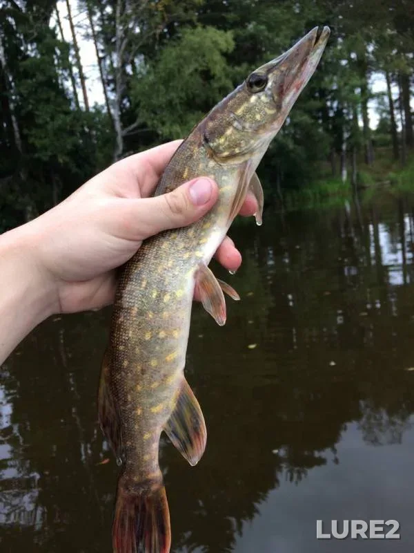 Pike — Bolshoye Lebyazhye, Aug 20, 2019