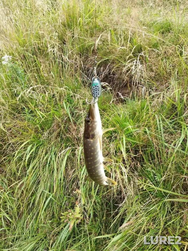 Perch, Pike — Pes, Aug 20, 2019