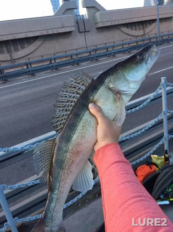 Zander — Leningradskaya oblast, Aug 21, 2019