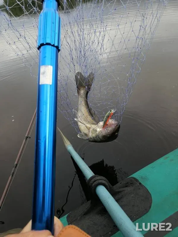 Zander — Nizhniy Vyg, Aug 23, 2019