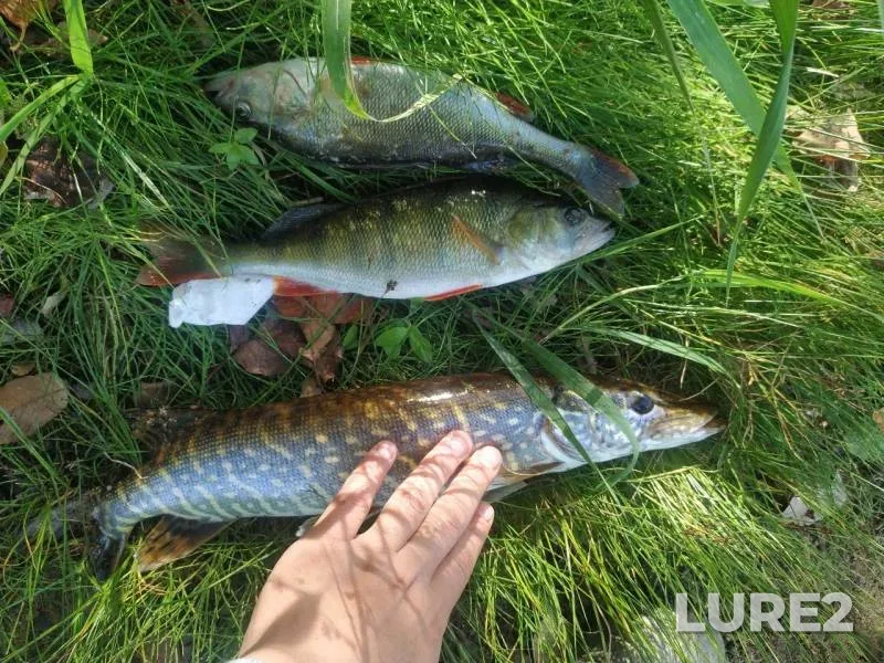 Perch, Pike — Volgo-Baltiyskiy kanal, Aug 25, 2019