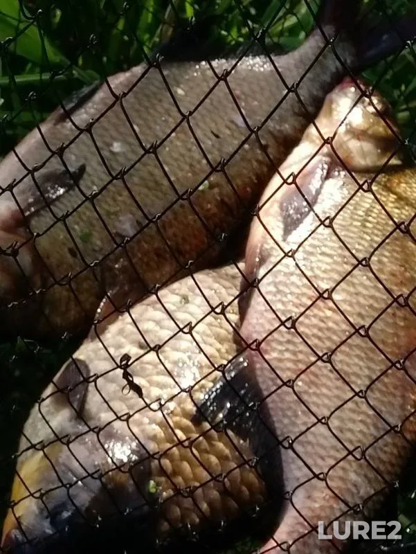 Bream, Crucian carp — Okhtinskiy razliv, Aug 25, 2019