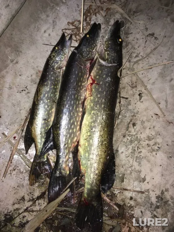 Pike — Volochayevskoye, Aug 29, 2019