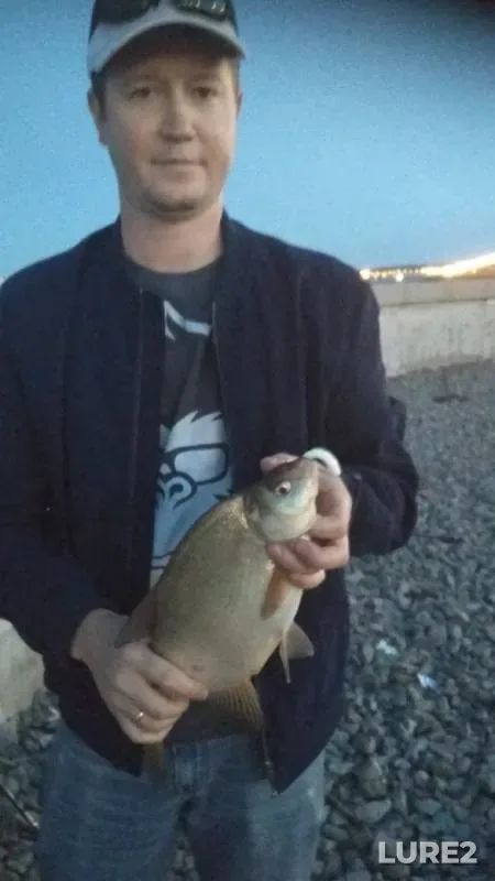 Bream, Zander — Leningradskaya oblast, Aug 29, 2019