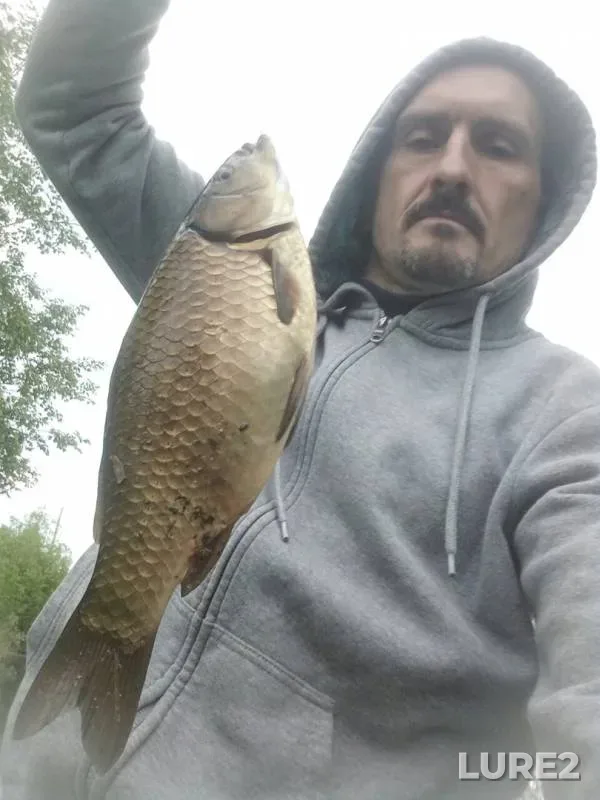 Crucian carp — Leningradskaya oblast, Gatchinskiy okrug, Sep 04, 2019